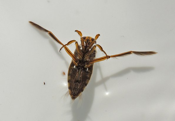 backswimmer-1-sitka-8-19-2012
