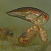 water-boatman-eating-mosquito-pupa-side-view