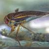 water-boatman-side-view