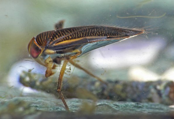 water-boatman-side-view