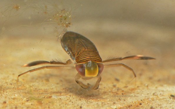 water-boatmen-front-view
