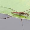water-strider-adult