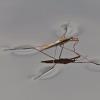 water-strider