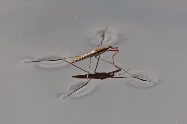 water-strider