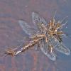 water-striders-feeding-on-dragonfly