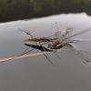 water-striders-feeding-on-spreadwing