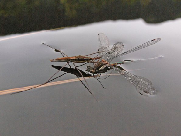 water-striders-feeding-on-spreadwing