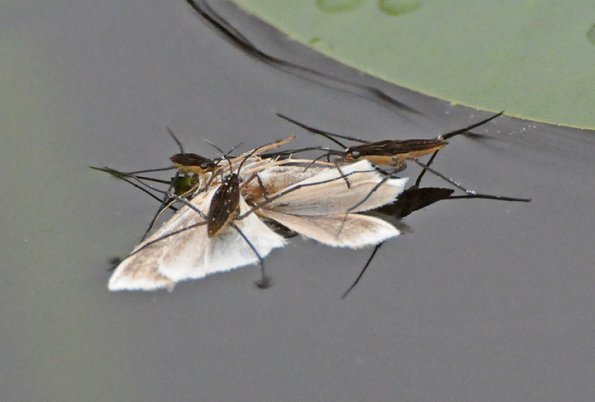 water-striders-on-moth