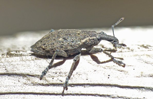 weevil-on-railing-4