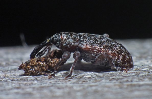 weevil-probably-genus-dorytomus