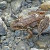 Columbia-Spotted-Frog-Mendenhall-Lake-Sept.-23-2015