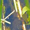 Columbia-Spotted-Frog-tadpole-Norton-Lk.-July-4-2015