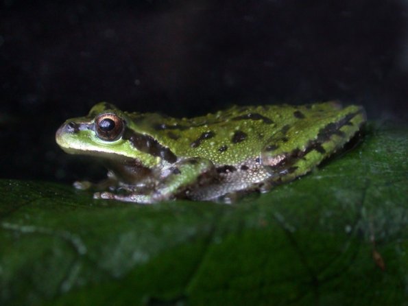 northern-chorus-frog-4
