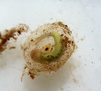 rough-skinned-newt-egg