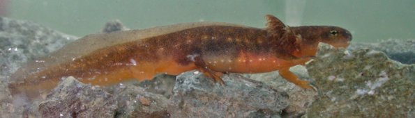 rough-skinned-newt-larvae-3