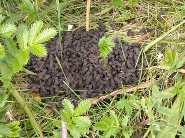 toadlet-swarm-at-cowee-creek-6-good-altered