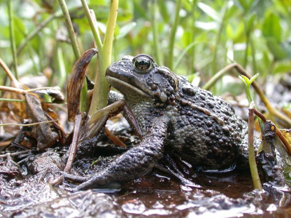 western-toad-profile