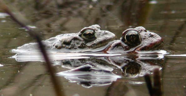 western-toads-mating-in-water