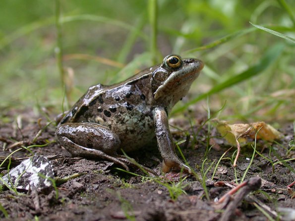 wood-frog-2-from-lost-lake
