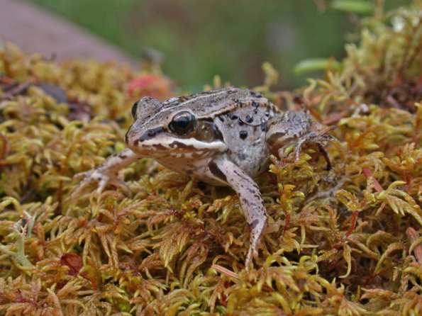 wood-frog-adult-1