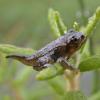 wood-frog-young-showing-tail-outer-point-july-27
