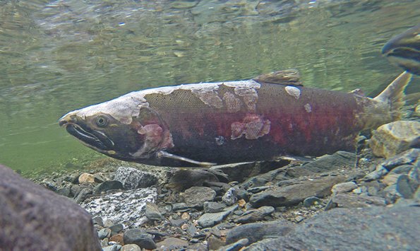 Coho-Salmon-female-spawned-out-guarding-nest