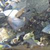 Tidepool-sculpin-Oligocottus-maculosus