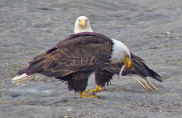 bald-eagles-with-sand-lance