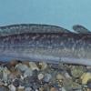 burbot-fairbanks