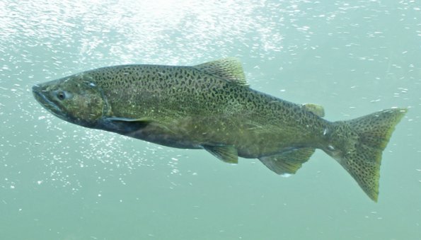 chinook-salmon-3