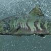 chum-salmon-male