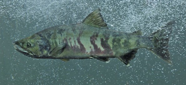 chum-salmon-male