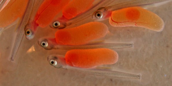 chum-salmon-yolk-sac-fry