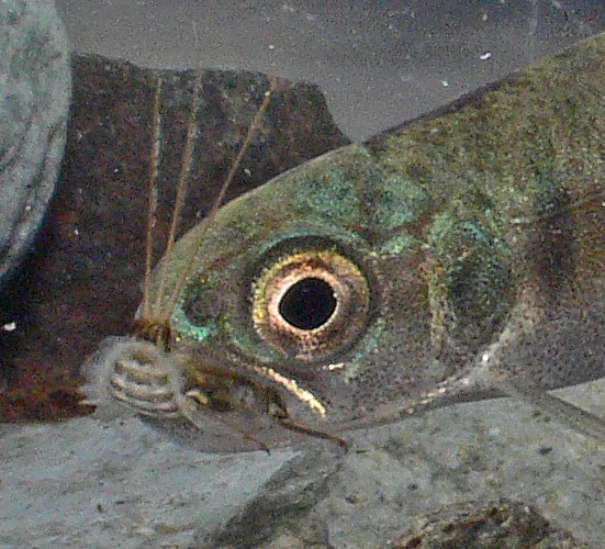 coho-salmon-young-with-mayfly-larva