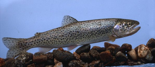 cutthroat-trout