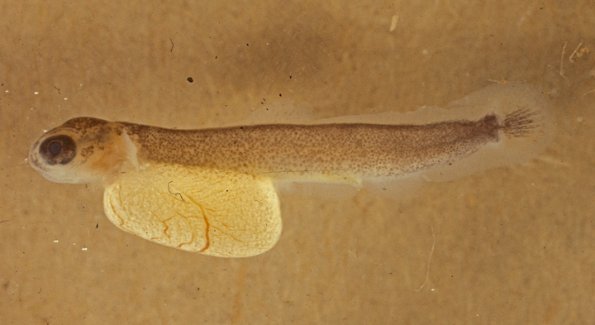 dolly-varden-yolk-sac-fry