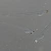 herring-larva-2