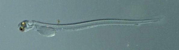 herring-larva-with-white-background