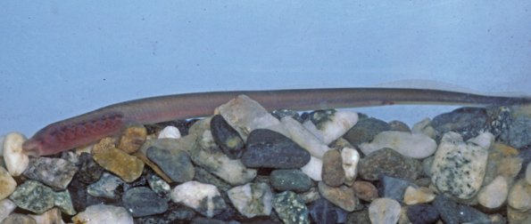 lamprey