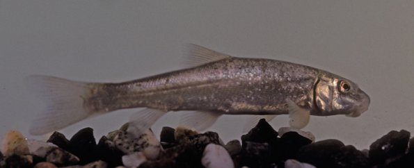 longnose-sucker-fairbanks-young