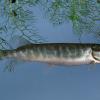 northern-pike