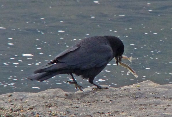 northwestern-crow-2-with-pacific-sand-lance