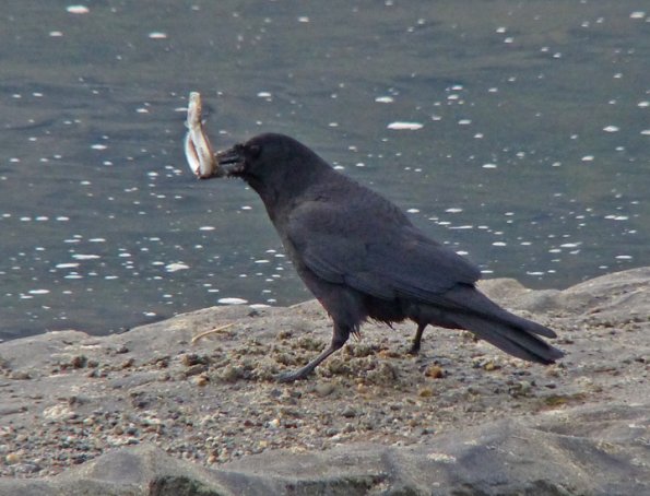 northwestern-crow-with-pacific-sand-lance