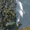 pacific-herring-spawning-auke-bay