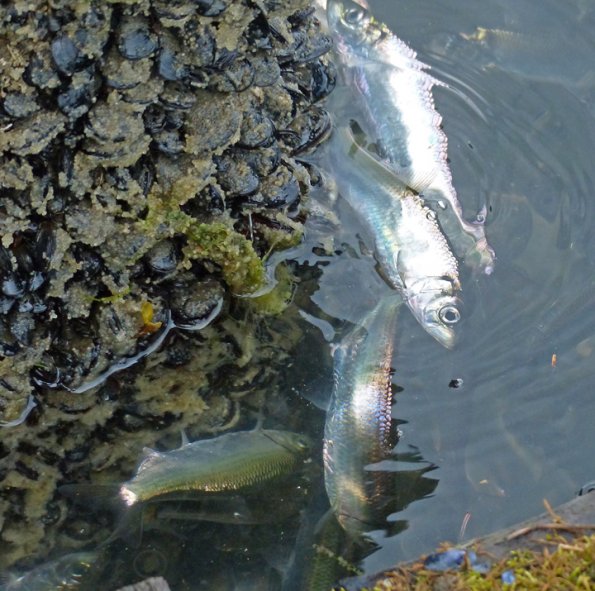 pacific-herring-spawning-auke-bay
