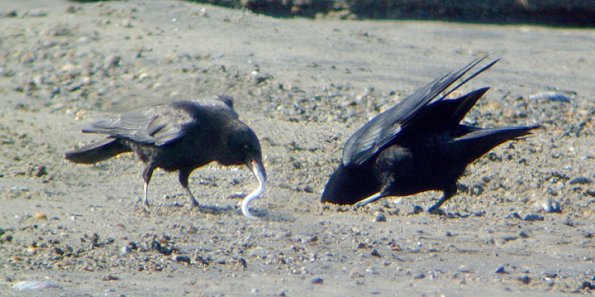 pacific-sand-lance-northwestern-crows-digging-for-them