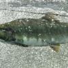 pink-salmon-male-2
