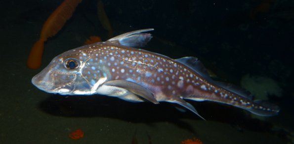 spotted-ratfish-vancouver-aquarium