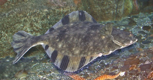 starry-flounder