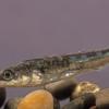 three-spine-stickleback